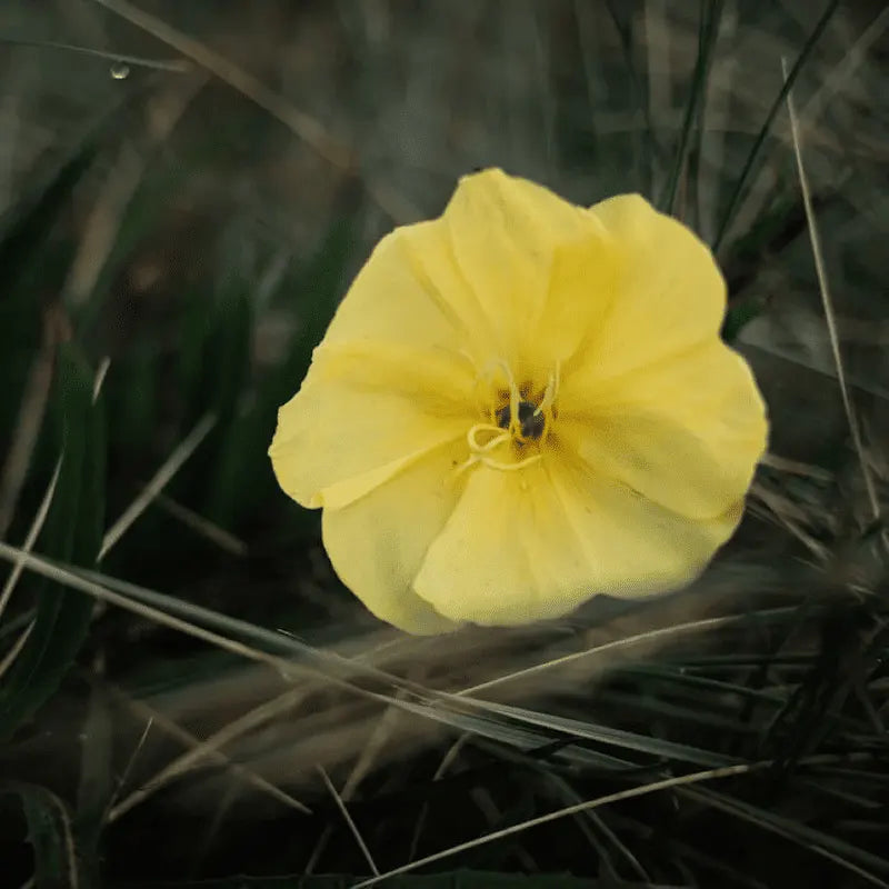 Evening Primrose Oil: Nature's Secret to Radiant Health and Beauty