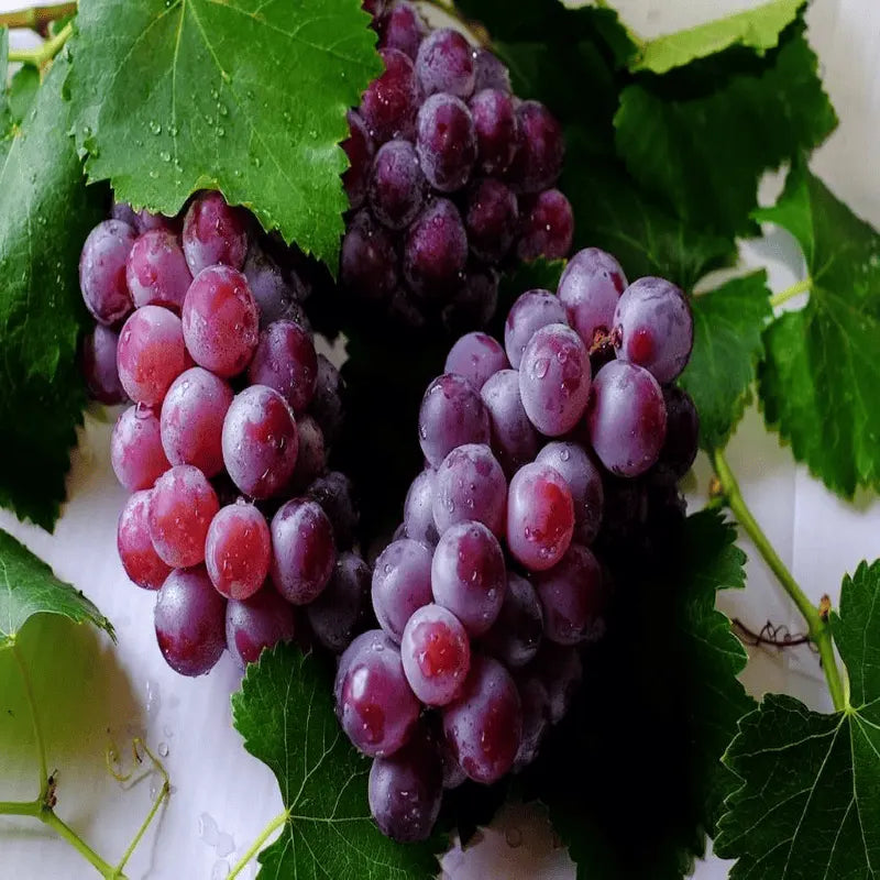 Grapes to Glory: How Grape Seed Extracts Can Transform Your Health